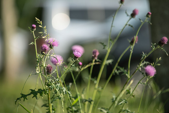 みどりんぱぁーく012